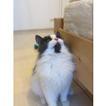 Шикарный пушистый котик Мотя ищет дом!