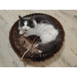 Шикарный пушистый котик Мотя ищет дом!