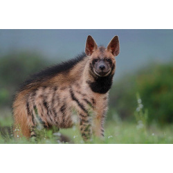 Полосатая гиена