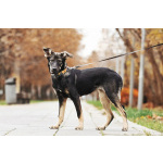 Ласковый щенок Луна в дар. Можно в семью с детьми