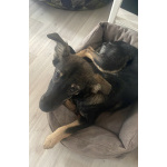 Ласковый щенок Луна в дар. Можно в семью с детьми