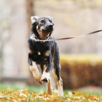 Ласковый щенок Луна в дар. Можно в семью с детьми