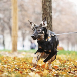 Ласковый щенок Луна в дар. Можно в семью с детьми