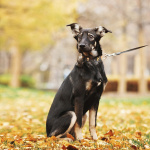 Ласковый щенок Луна в дар. Можно в семью с детьми