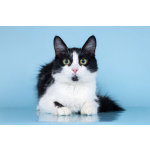 Нежный комочек счастья по имени Ника ждет своих хозяев!