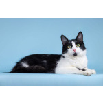 Нежный комочек счастья по имени Ника ждет своих хозяев!