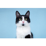 Нежный комочек счастья по имени Ника ждет своих хозяев!