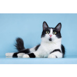 Нежный комочек счастья по имени Ника ждет своих хозяев!