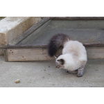 Котята Невская маскарадная color blue point пушистый