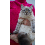 Котята Невская маскарадная color blue point пушистый