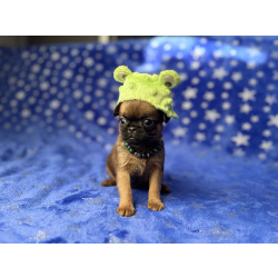 Маленький, рыженький пти брабансон