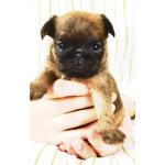 Щенки Брюссельского гриффона и Брабансона