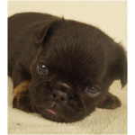 Щенки Брюссельского гриффона и Брабансона