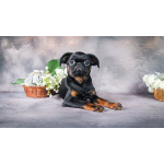 Мини девочка