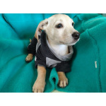 Маленький красивый щенок ищет дом