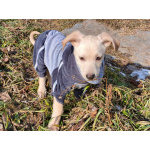 Маленький красивый щенок ищет дом