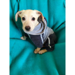 Маленький красивый щенок ищет дом