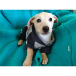 Маленький красивый щенок ищет дом