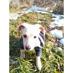 Маленький красивый щенок ищет дом