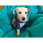 Маленький красивый щенок ищет дом