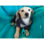 Маленький красивый щенок ищет дом