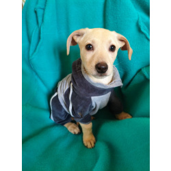 Маленький красивый щенок ищет дом