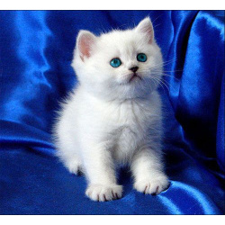 Британская серебристая шиншилла элитные котята