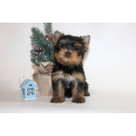 Мальчики йорки мини и мелкий стандарт. 2.11.2025