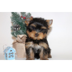 Мальчики йорки мини и мелкий стандарт. 2.11.2025