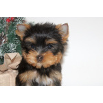 Мальчики йорки мини и мелкий стандарт. 2.11.2025