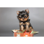 Мальчики йорки мини и мелкий стандарт. 2.11.2025