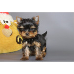 Мальчики йорки мини и мелкий стандарт. 2.11.2025