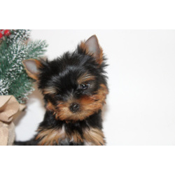 Мальчики йорки мини и мелкий стандарт. 2.11.2025