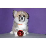 Щенки вельш корги пемброка д.р. 25.11.2025