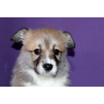 Щенки вельш корги пемброка д.р. 25.11.2025