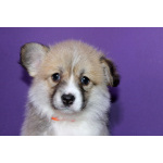 Щенки вельш корги пемброка д.р. 25.11.2025