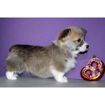 Щенки вельш корги пемброка д.р. 25.11.2025