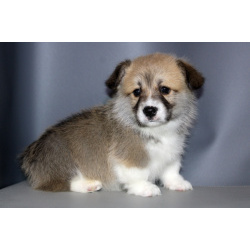 Щенки вельш корги пемброка д.р. 25.11.2025