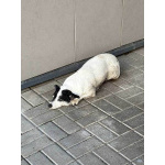 Небольшая домашняя собачка Вега, метис Джек Рассела ищет дом