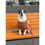 Небольшая домашняя собачка Вега, метис Джек Рассела ищет дом