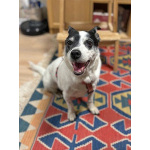 Небольшая домашняя собачка Вега, метис Джек Рассела ищет дом