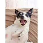 Небольшая домашняя собачка Вега, метис Джек Рассела ищет дом