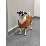 Небольшая домашняя собачка Вега, метис Джек Рассела ищет дом