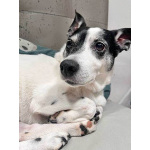 Небольшая домашняя собачка Вега, метис Джек Рассела ищет дом