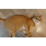 Котик-подросток Василий ищет дом