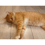 Котик-подросток Василий ищет дом