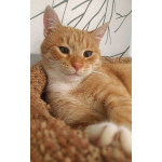 Котик-подросток Василий ищет дом