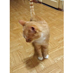 Котик-подросток Василий ищет дом