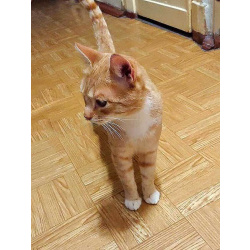 Котик-подросток Василий ищет дом
