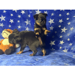 Щенки пти брабансона ч-п мальчики